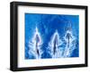 Bottlenose dolphins. Baja California, Sea of Cortez, Mexico.-Tom Norring-Framed Photographic Print