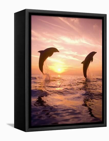 Bottlenose Dolphins, Caribbean Sea Near Roatan, Honduras-Stuart Westmoreland-Framed Stretched Canvas