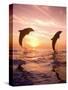 Bottlenose Dolphins, Caribbean Sea Near Roatan, Honduras-Stuart Westmoreland-Stretched Canvas