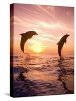 Bottlenose Dolphins, Caribbean Sea Near Roatan, Honduras-Stuart Westmoreland-Stretched Canvas