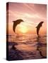 Bottlenose Dolphins, Caribbean Sea Near Roatan, Honduras-Stuart Westmoreland-Stretched Canvas