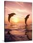 Bottlenose Dolphins, Caribbean Sea Near Roatan, Honduras-Stuart Westmoreland-Stretched Canvas