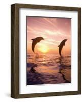 Bottlenose Dolphins, Caribbean Sea Near Roatan, Honduras-Stuart Westmoreland-Framed Photographic Print