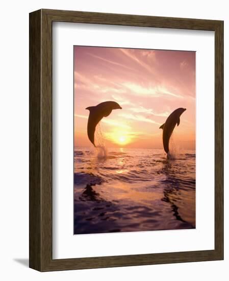 Bottlenose Dolphins, Caribbean Sea Near Roatan, Honduras-Stuart Westmoreland-Framed Photographic Print