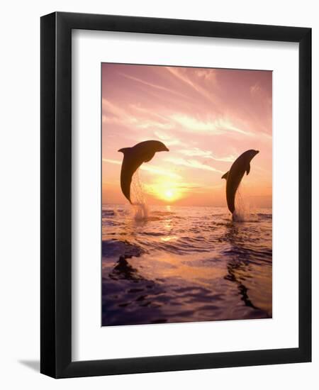 Bottlenose Dolphins, Caribbean Sea Near Roatan, Honduras-Stuart Westmoreland-Framed Photographic Print