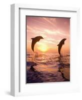 Bottlenose Dolphins, Caribbean Sea Near Roatan, Honduras-Stuart Westmoreland-Framed Photographic Print