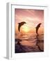 Bottlenose Dolphins, Caribbean Sea Near Roatan, Honduras-Stuart Westmoreland-Framed Photographic Print