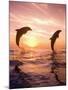 Bottlenose Dolphins, Caribbean Sea Near Roatan, Honduras-Stuart Westmoreland-Mounted Photographic Print