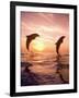 Bottlenose Dolphins, Caribbean Sea Near Roatan, Honduras-Stuart Westmoreland-Framed Photographic Print