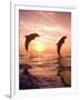 Bottlenose Dolphins, Caribbean Sea Near Roatan, Honduras-Stuart Westmoreland-Framed Photographic Print