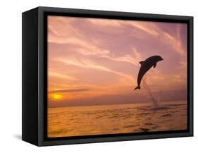 Bottlenose Dolphins, Caribbean Sea Near Roatan, Honduras-Stuart Westmoreland-Framed Stretched Canvas