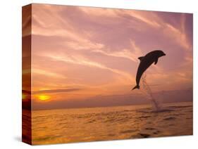 Bottlenose Dolphins, Caribbean Sea Near Roatan, Honduras-Stuart Westmoreland-Stretched Canvas