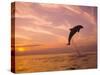 Bottlenose Dolphins, Caribbean Sea Near Roatan, Honduras-Stuart Westmoreland-Stretched Canvas