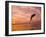 Bottlenose Dolphins, Caribbean Sea Near Roatan, Honduras-Stuart Westmoreland-Framed Premium Photographic Print