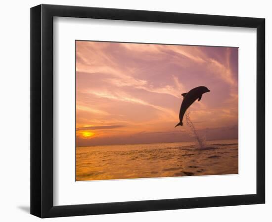 Bottlenose Dolphins, Caribbean Sea Near Roatan, Honduras-Stuart Westmoreland-Framed Photographic Print