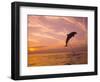 Bottlenose Dolphins, Caribbean Sea Near Roatan, Honduras-Stuart Westmoreland-Framed Photographic Print