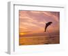 Bottlenose Dolphins, Caribbean Sea Near Roatan, Honduras-Stuart Westmoreland-Framed Photographic Print