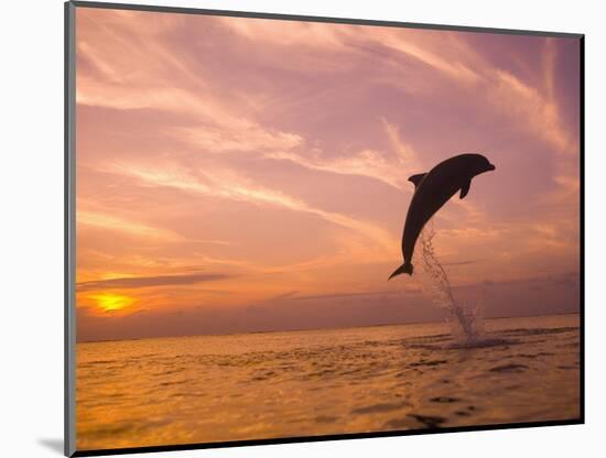 Bottlenose Dolphins, Caribbean Sea Near Roatan, Honduras-Stuart Westmoreland-Mounted Photographic Print