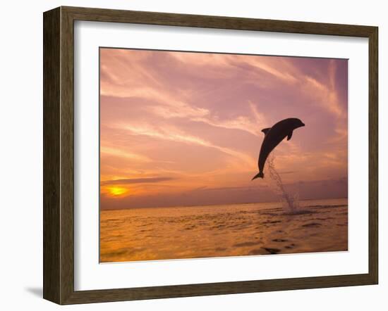 Bottlenose Dolphins, Caribbean Sea Near Roatan, Honduras-Stuart Westmoreland-Framed Photographic Print