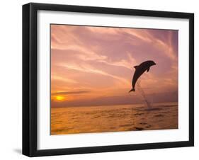 Bottlenose Dolphins, Caribbean Sea Near Roatan, Honduras-Stuart Westmoreland-Framed Photographic Print