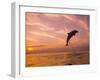 Bottlenose Dolphins, Caribbean Sea Near Roatan, Honduras-Stuart Westmoreland-Framed Photographic Print