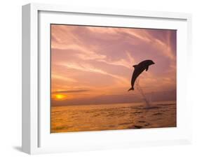 Bottlenose Dolphins, Caribbean Sea Near Roatan, Honduras-Stuart Westmoreland-Framed Photographic Print