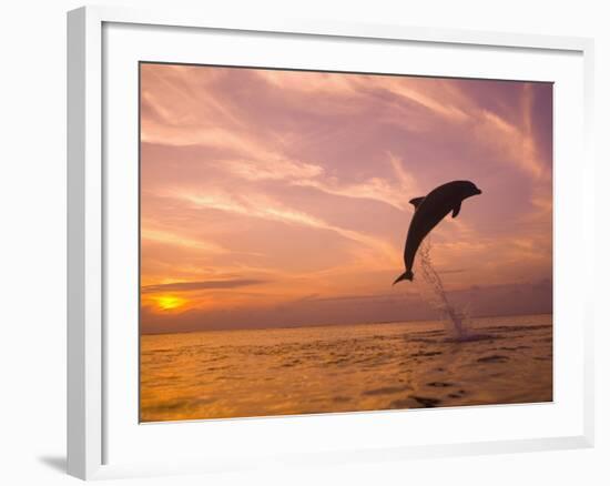 Bottlenose Dolphins, Caribbean Sea Near Roatan, Honduras-Stuart Westmoreland-Framed Photographic Print