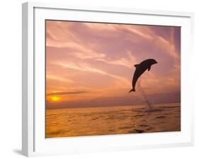 Bottlenose Dolphins, Caribbean Sea Near Roatan, Honduras-Stuart Westmoreland-Framed Photographic Print