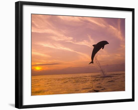 Bottlenose Dolphins, Caribbean Sea Near Roatan, Honduras-Stuart Westmoreland-Framed Photographic Print