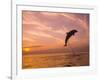 Bottlenose Dolphins, Caribbean Sea Near Roatan, Honduras-Stuart Westmoreland-Framed Photographic Print