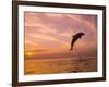 Bottlenose Dolphins, Caribbean Sea Near Roatan, Honduras-Stuart Westmoreland-Framed Photographic Print