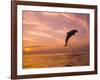 Bottlenose Dolphins, Caribbean Sea Near Roatan, Honduras-Stuart Westmoreland-Framed Photographic Print