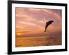 Bottlenose Dolphins, Caribbean Sea Near Roatan, Honduras-Stuart Westmoreland-Framed Photographic Print