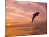 Bottlenose Dolphins, Caribbean Sea Near Roatan, Honduras-Stuart Westmoreland-Mounted Photographic Print