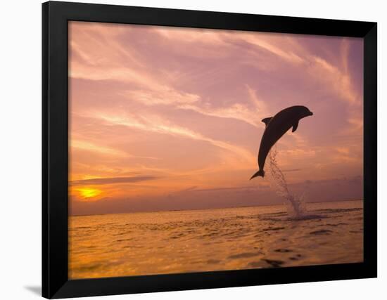 Bottlenose Dolphins, Caribbean Sea Near Roatan, Honduras-Stuart Westmoreland-Framed Photographic Print