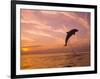 Bottlenose Dolphins, Caribbean Sea Near Roatan, Honduras-Stuart Westmoreland-Framed Photographic Print