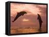 Bottlenose Dolphins, Caribbean Sea Near Roatan, Honduras-Stuart Westmoreland-Framed Stretched Canvas