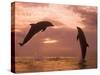 Bottlenose Dolphins, Caribbean Sea Near Roatan, Honduras-Stuart Westmoreland-Stretched Canvas