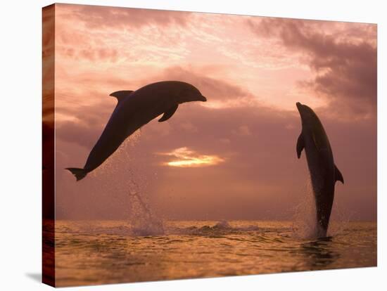 Bottlenose Dolphins, Caribbean Sea Near Roatan, Honduras-Stuart Westmoreland-Stretched Canvas