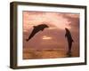 Bottlenose Dolphins, Caribbean Sea Near Roatan, Honduras-Stuart Westmoreland-Framed Photographic Print