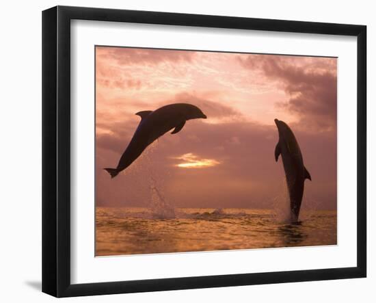 Bottlenose Dolphins, Caribbean Sea Near Roatan, Honduras-Stuart Westmoreland-Framed Photographic Print