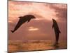 Bottlenose Dolphins, Caribbean Sea Near Roatan, Honduras-Stuart Westmoreland-Mounted Photographic Print