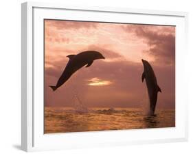 Bottlenose Dolphins, Caribbean Sea Near Roatan, Honduras-Stuart Westmoreland-Framed Photographic Print