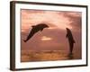 Bottlenose Dolphins, Caribbean Sea Near Roatan, Honduras-Stuart Westmoreland-Framed Photographic Print