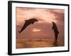 Bottlenose Dolphins, Caribbean Sea Near Roatan, Honduras-Stuart Westmoreland-Framed Photographic Print