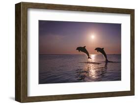 Bottlenose Dolphins, Caribbean Sea, near Roatan, Honduras-Stuart Westmorland-Framed Photographic Print