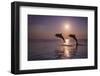 Bottlenose Dolphins, Caribbean Sea, near Roatan, Honduras-Stuart Westmorland-Framed Photographic Print