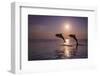 Bottlenose Dolphins, Caribbean Sea, near Roatan, Honduras-Stuart Westmorland-Framed Photographic Print