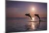 Bottlenose Dolphins, Caribbean Sea, near Roatan, Honduras-Stuart Westmorland-Mounted Photographic Print