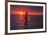 Bottlenose Dolphins, Caribbean Sea, near Roatan, Honduras-Stuart Westmorland-Framed Photographic Print